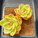 Echeveria 'Ringo Star' 3"-4" Succulent Plant Cutting