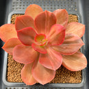 Echeveria 'Primadonna' Variegated 3"-4" Succulent Plant Cutting