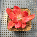 Echeveria 'Diamond State' Variegated 2" Succulent Plant Cutting