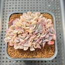 Echeveria 'Cubic Frost' Variegated Crested Cluster 3" Succulent Plant Cutting