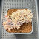 Echeveria 'Cubic Frost' Variegated Crested Cluster 3" Succulent Plant Cutting