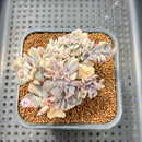 Echeveria 'Cubic Frost' Variegated Crested Cluster 3" Succulent Plant Cutting