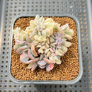 Echeveria 'Cubic Frost' Variegated Crested Cluster 3" Succulent Plant Cutting