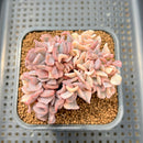 Echeveria 'Cubic Frost' Variegated Crested Cluster 3" Succulent Plant Cutting