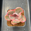 Echeveria 'Pink Angel' Variegated 2" Succulent Plant Cutting