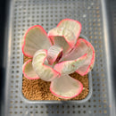 Echeveria 'Pink Angel' Variegated 2" Succulent Plant Cutting