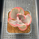 Echeveria 'Pink Angel' Variegated 2" Succulent Plant Cutting