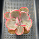 Echeveria 'Pink Angel' Variegated 2" Succulent Plant Cutting