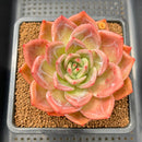 Echeveria 'Red Champaign' 4" Succulent Plant Cutting