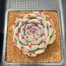 Echeveria 'Ruby Brush' 2"-3" (Chihuahuaensis Hybrid) Succulent Plant Cutting