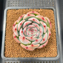 Echeveria 'Ruby Brush' 2"-3" (Chihuahuaensis Hybrid) Succulent Plant Cutting