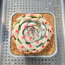 Echeveria 'Ruby Brush' 2"-3" (Chihuahuaensis Hybrid) Succulent Plant Cutting