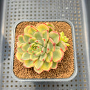 Echeveria 'Gold Castle' Variegated 2" Succulent Plant Cutting