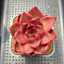 Echeveria Agavoides 'Romeo' 2" Succulent Plant Cutting