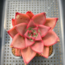 Echeveria Agavoides 'Romeo' 2" Succulent Plant Cutting