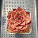 Echeveria Agavoides 'Romeo' 2" Succulent Plant Cutting