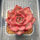 Echeveria Agavoides 'Romeo' 2" Succulent Plant Cutting