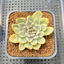 Echeveria Pulidonis Variegated 2" Succulent Plant Cutting