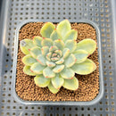 Echeveria Pulidonis Variegated 2" Succulent Plant Cutting