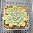 Echeveria Pulidonis Variegated 2" Succulent Plant Cutting