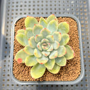 Echeveria Pulidonis Variegated 2" Succulent Plant Cutting