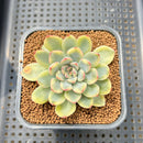 Echeveria Pulidonis Variegated 2" Succulent Plant Cutting