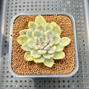 Echeveria Pulidonis Variegated 2" Succulent Plant Cutting
