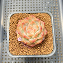 Echeveria 'Pumpkin' 2" Succulent Plant Cutting