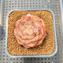 Echeveria 'Pumpkin' 2" Succulent Plant Cutting