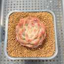 Echeveria 'Pumpkin' 2" Succulent Plant Cutting