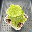 Greenovia 'El Hiero' Variegated 2"-3" Succulent Plant