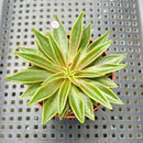 Echeveria Lutea 2"-3" (100% Grown In House) Succulent Plant