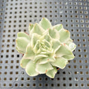 Echeveria 'White Princess' Variegated 1"-2" Succulent Plant