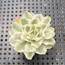Echeveria 'White Princess' Variegated 1"-2" Succulent Plant