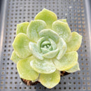 Echeveria 'Snow Shower' 2"-3" Succulent Plant