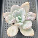 Graptoveria 'Raon' 4" Succulent Plant