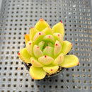 Echeveria Agavoides sp. 2" Succulent Plant