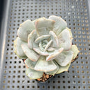 Echeveria 'Milk Purple' 2" Changhee Hybrid succulent Plant