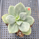 Cremnophila Nutans 2"-3" Succulent Plant