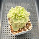 Sedeveria 'Rolly' Variegated 2"-3" Succulent Plant