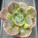 Echeveria 'Blue Metal' Variegated 3"-4" Succulent Plant