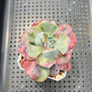 Echeveria 'Beyonce Rainbow' Variegated 2" Succulent Plant