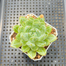 Echeveria 'Snowflake' 2"-3" Succulent Plant