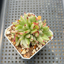 Echeveria Agavoides 'Elkhorn' Variegated Crested 2" Succulent Plant