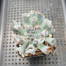 Echeveria 'Pignose' 2"-3" Succulent Plant