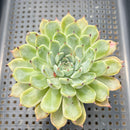 Echeveria 'Jackal' 2"-3" Succulent Plant