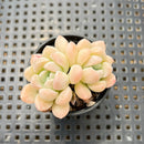 Echeveria 'Toffee' 2" Cluster Succulent Plant