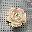 Echeveria 'Top Pink' 2" Succulent Plant