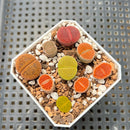 Collection of Lithops 2" (Great Color) Succulent Plant