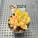 Echeveria Agavoides 'Adrian' 2" Mam&Sister Farm Original Japanese Hybrid Succulent Plant